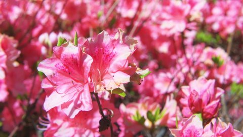 Macro closeup of pink rhododendron azalea flowers with green foliage leaves on bush and leaves in garden park in Blue Ridge Mountains, Virginia parkway moving shaking in wind
