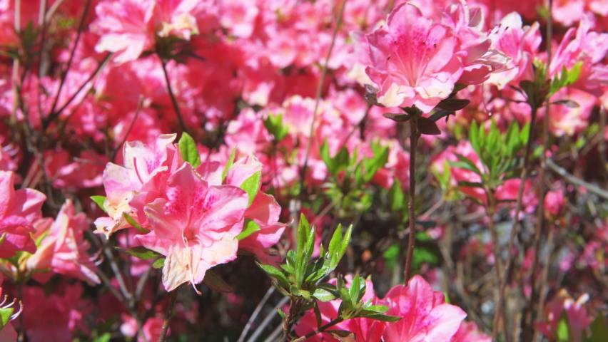 Macro closeup of pink rhododendron azalea flowers with green foliage leaves on bush and leaves in garden park in Blue Ridge Mountains, Virginia parkway moving shaking with wind