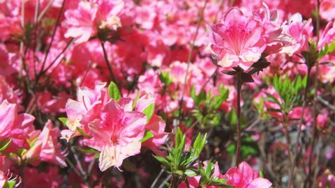 Macro closeup of pink rhododendron azalea flowers with green foliage leaves on bush and leaves in garden park in Blue Ridge Mountains, Virginia parkway moving shaking with wind