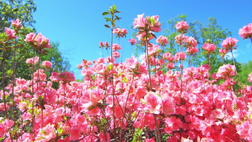 Pink rhododendron azalea colorful flowers bush in garden park of Virginia Blue Ridge Mountains parkway on sunny day with blue sky, moving in wind windy weather