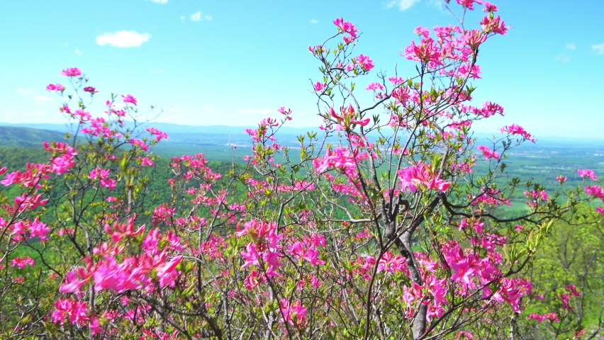 Pink rhododendron azalea flowers colorful pattern on bush in garden park in the Blue Ridge Mountains, Virginia parkway on sunny day with blue sky, moving in wind windy weather