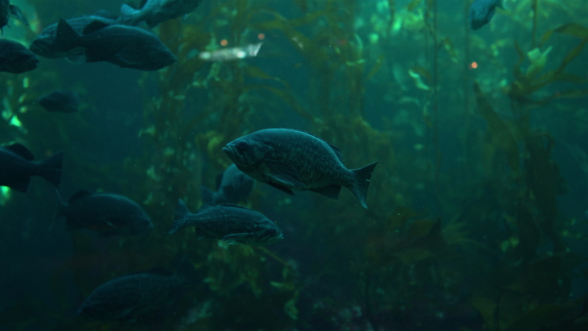 Underwater World fish swimming in aquarium