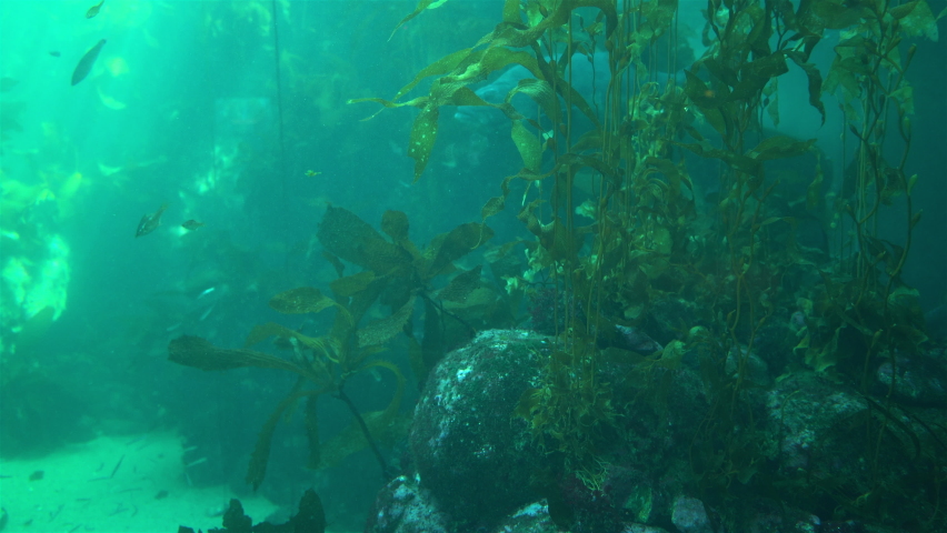 Underwater World fish swimming in aquarium