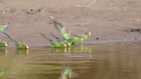 slow motion pan of a budgerigar flock drinking at redbank waterhole near alice springs in the northern territory