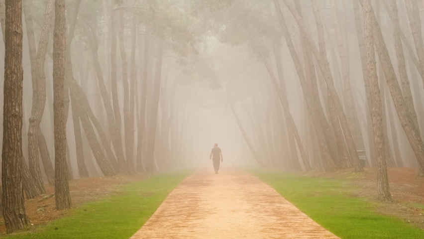 A view of a walking path through a foggy forest