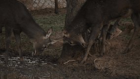 slow motion video of small horned animals in a zoo
