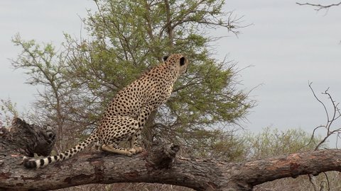 A male cheetah marking his territory, defecating and tree scratching behavior.