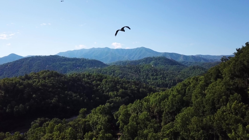 Birds flying over lush green forest on Great Smoky Mountains in Tennessee, USA. aerial view