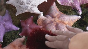 This video shows a hand submerging under water and touching a colorful star fish.