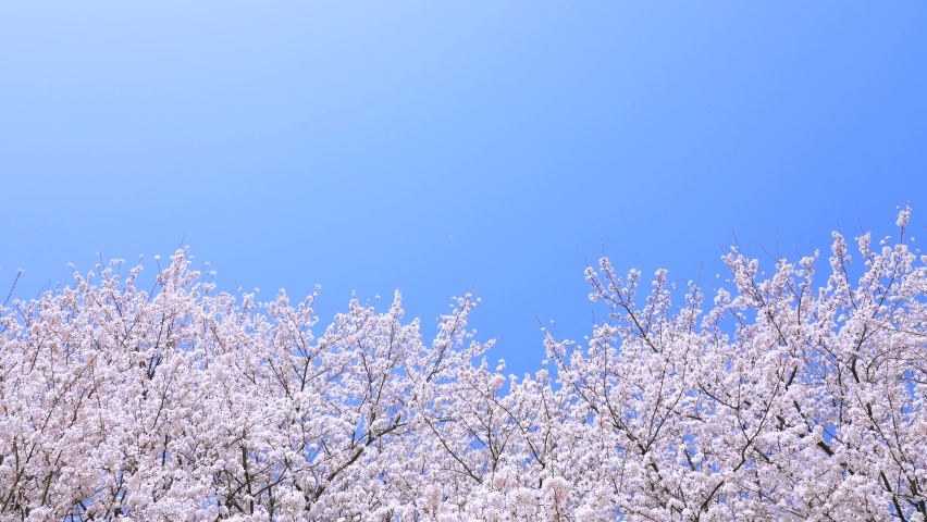landscape of the cherry blossom Royalty-Free Stock Footage #1082449471