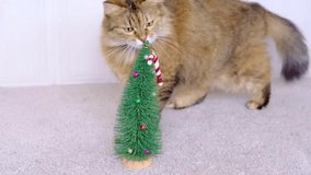 Furry tabby grey cat plays and eat Christmas tree and candy toy on New year Christmas tree .Kitty with little decorative Christmas tree. High quality slow footage
