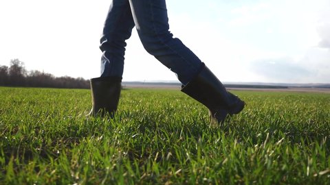 A farmer agronomist walks through the green field of eco-crops in rubber boots. Farmer's feet in boots. Agronomist hiking in a green field. Farm harvest of eco-crops. Farmer checks the crop