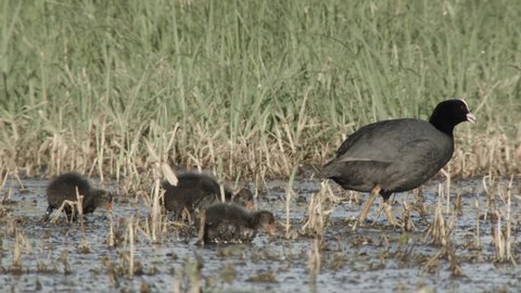 coot with chicks in springtime