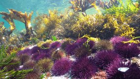 Group of sea urchins with algae in shallow water in the ocean (Paracentrotus lividus), underwater scene, Atlantic, Spain, Galicia