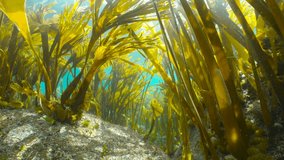 Kelp forest underwater in the Atlantic ocean (algae seaweeds Furbellow, Saccorhiza polyschides), Spain, Galicia
