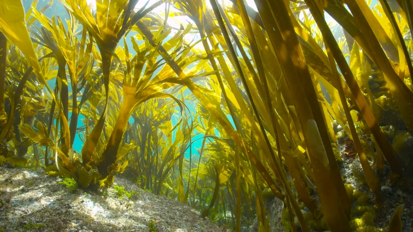 Kelp forest underwater in the Atlantic ocean (algae seaweeds Furbellow, Saccorhiza polyschides), Spain, Galicia
 | Shutterstock HD Video #1082461672