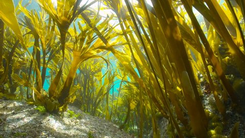 Kelp forest underwater in the Atlantic ocean (algae seaweeds Furbellow, Saccorhiza polyschides), Spain, Galicia
