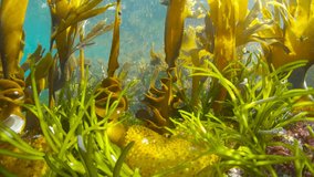 Underwater kelp stipe and holdfast of furbellow algae seaweeds (Saccorhiza polyschides), Atlantic ocean, Spain, Galicia