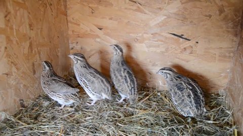 Group of Japanese quails in a wooden cage