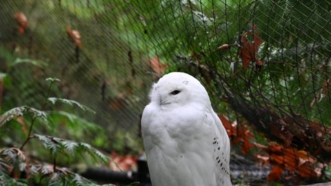 White snow owl sitting on a branch