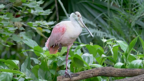 Wild Roseate Spoonbill Wading Bird perched on branch with one leg - Doing Yoga in Wilderness Jungle