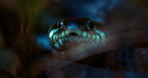 A close-up of a snake looking directly into the camera. A live snake sticks out its tongue. River already in nature. The reptile defends its territory.
