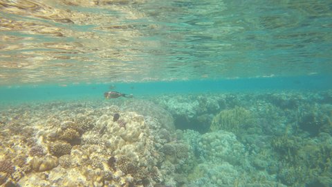 Coral reef in the Red Sea, sea life and corals, underwater shot 