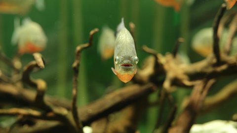 Common piranha in a large transparent aquarium
