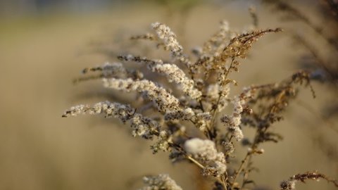 Pampas grass on wind. Dry beige reed. Soft focus. Beautiful autumn Pampas grass flower swaying. Abstract natural video. Pampas grass on wind. Dry beige reed. Pastel neutral colors. Earth tones.