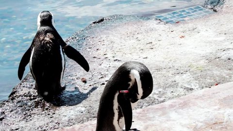 Penguins stand on the shore and clean their feathers