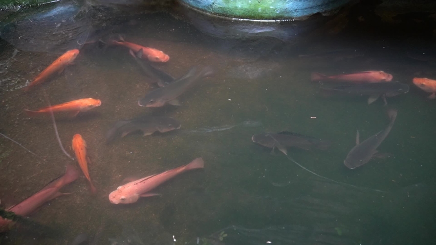 Tilapia Nile fish (Oreochromis niloticus) belongs to the Cichlidae family that lives in ponds.