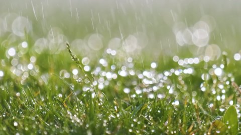 Closeup of rain droplets falling down on green grass in summer