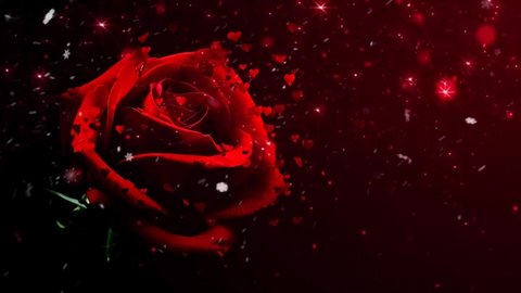Red Flower petals falling 3D background concepts - Beautiful Red blossoms flower falling petals on spring season with shape of the heart footage. Spring season flowers.
