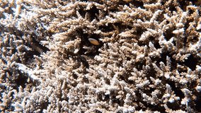 4k video footage of extensive Branch Coral (Acropora florida) on a reef in the Red Sea, Egypt
