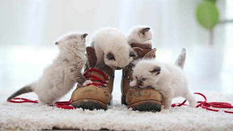 Ragdoll kittens playing with boots with red laces at home. Cute small kitty cats climbing on brown shoes