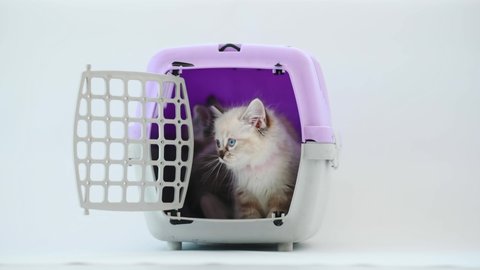 Ragdoll kittens go out from cat carrier and looking around. Kitty cats in travel box