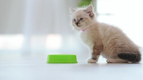 Ragdoll kitten licking its nose with tonque after eating from green bowl at home. Cute kitty cat pet feeding in room with daylight and cleaning its fur after
