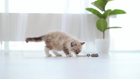 Adorable ragdoll kitten cat sneaffing toy at floor at home. Kitty pet playing in the room with daylight