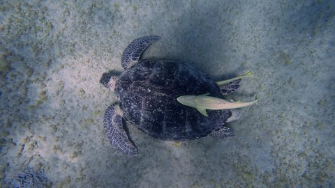 Green turtle with yellow remora under tale swimming over a coral reef. Swimming sea turtle and sandy seabed. Wild sea animal in the tropical ocean. Marine life in the shallow water. Slow motion
