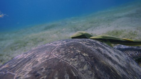 Green turtle with yellow remora swimming over a coral reef. Swimming sea turtle and sandy seabed. Wild sea animal in the tropical ocean. Marine life in the shallow water. Slow motion