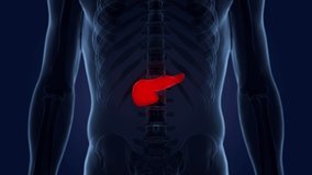 Human Internal Organ Pancreas Anatomy Animation Concept. 3D