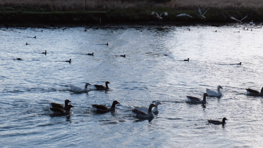 Three geese are flying through to camera in two time slow motion and one of them landing and joining to swimming flock of geese at Istanbul Golden Horn.