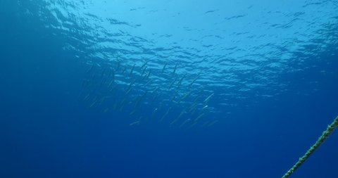 barracuda fish school underwater swim together in blue water slow relaxing behaviour ocean scenery