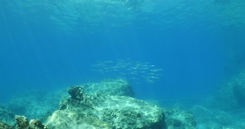 barracuda fish school underwater swim together in blue water slow relaxing behaviour ocean scenery