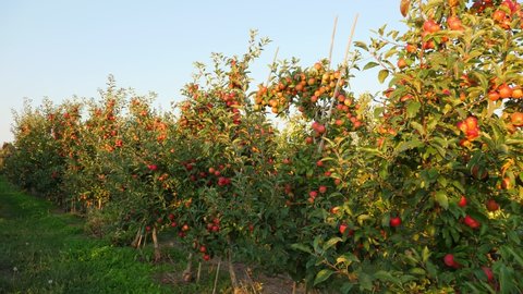 apple garden. apple harvest. beautiful apple orchard with many ripe, red, juicy apples on tree branches, at sunset, in sun flare. organic fruit. eco garden. Gardening. organic food.