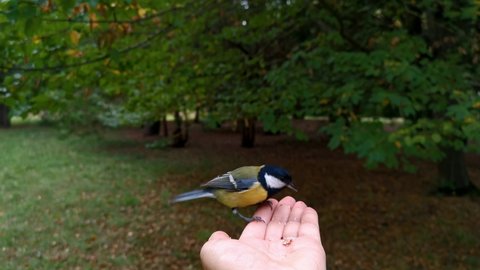 Tit hand autumn park. Feeding small tame yellow birds in a public park. Close-up portrait on a woman's hand. The concept of caring, caring, caring for wildlife, helping animals. Big tit pecks seeds