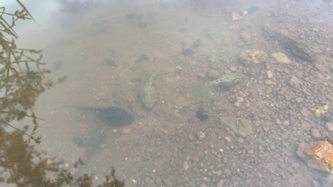 Many tadpoles swim in the pond water. Tadpoles in pond 