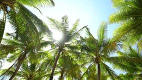 Palm trees silhouette. sunset, sky, clouds, beach, Australia island. Coconut trees bottom view. Green palm trees blue sky background. Video 4k space 2022. no people, B roll, insert,Slow motion, Cinema