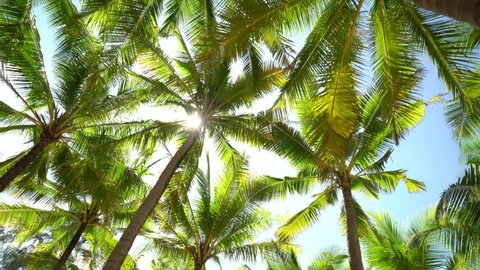 Palm trees silhouette. sunset, sky, clouds, beach, Australia island. Coconut trees bottom view. Green palm trees blue sky background. Video 4k