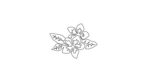 Animation of one line drawing beauty fresh plumeria for home decor wall art poster. Decorative frangipani flower concept for wedding invitation. Continuous line self draw animated. Full length motion.
